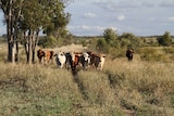 Cattle walking towards the camera in a paddock filled with grass in central Queensland.