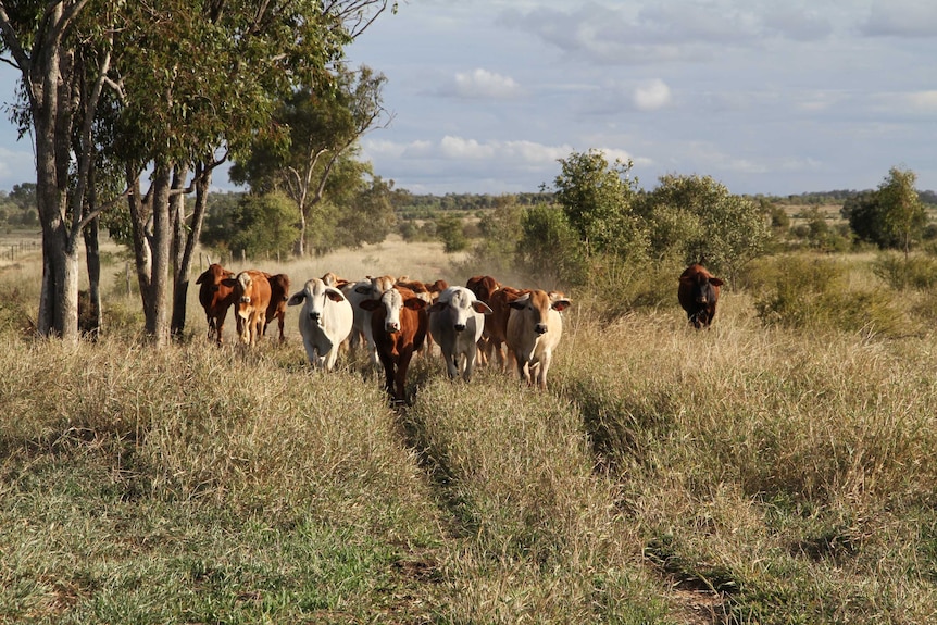 Cattle walking towards the camera in a paddock filled with grass in central Queensland.
