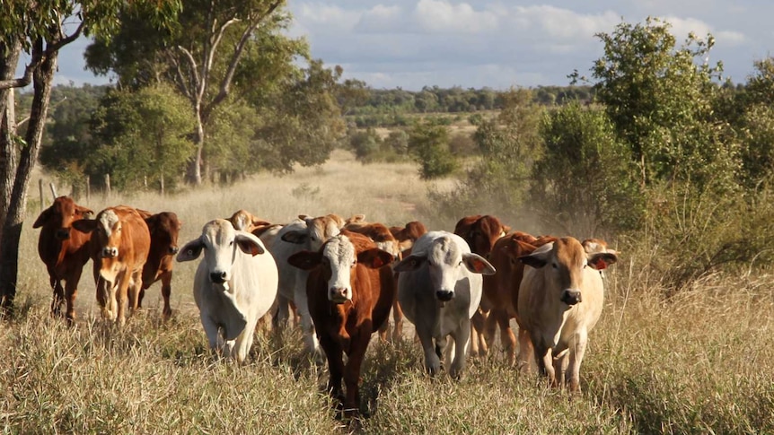 Cattle walking towards the camera in a paddock filled with grass in central Queensland.