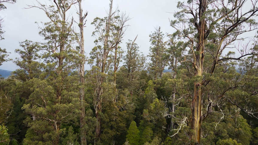 A stand of giant eucalypt trees towering above the surrounding forest