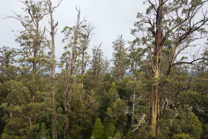 A stand of giant eucalypt trees towering above the surrounding forest