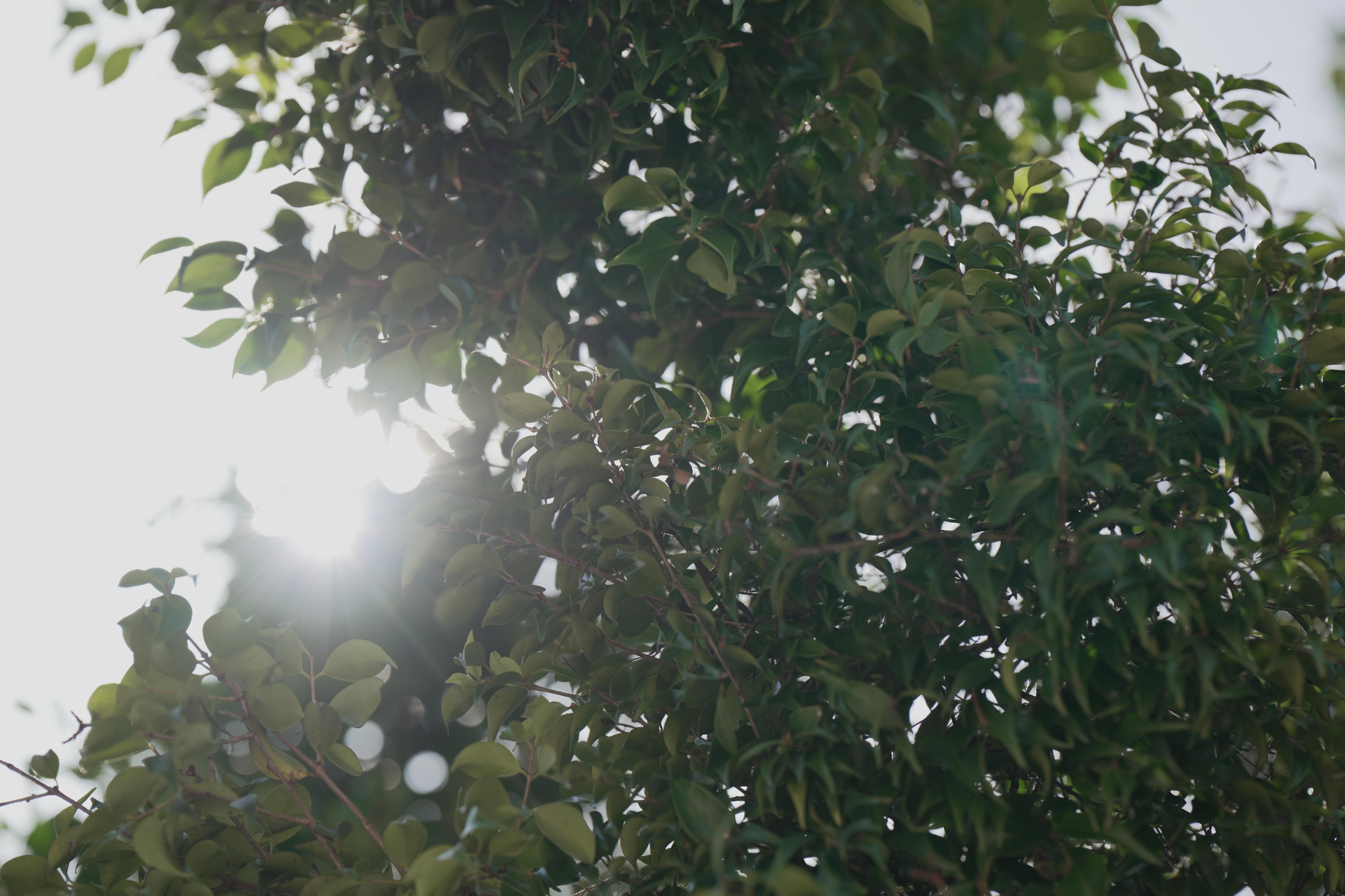 El sol brilla a través del árbol