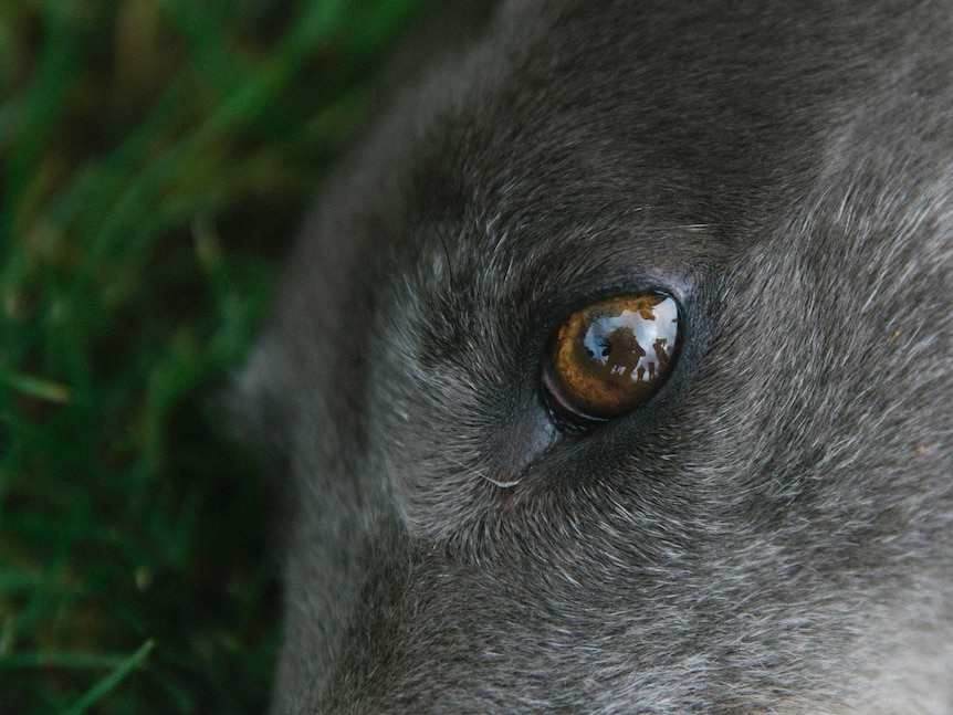 Snazzy's eye close-up