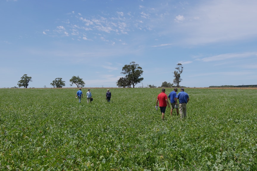 A group of people walking through a green field. 