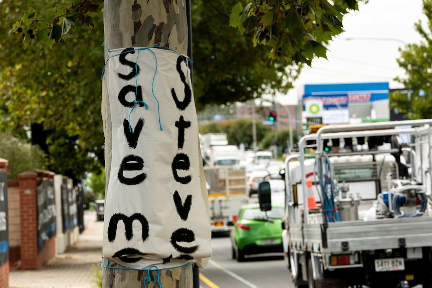 A tree on a busy road as a canvas banner wrapped around it saying save me Steve