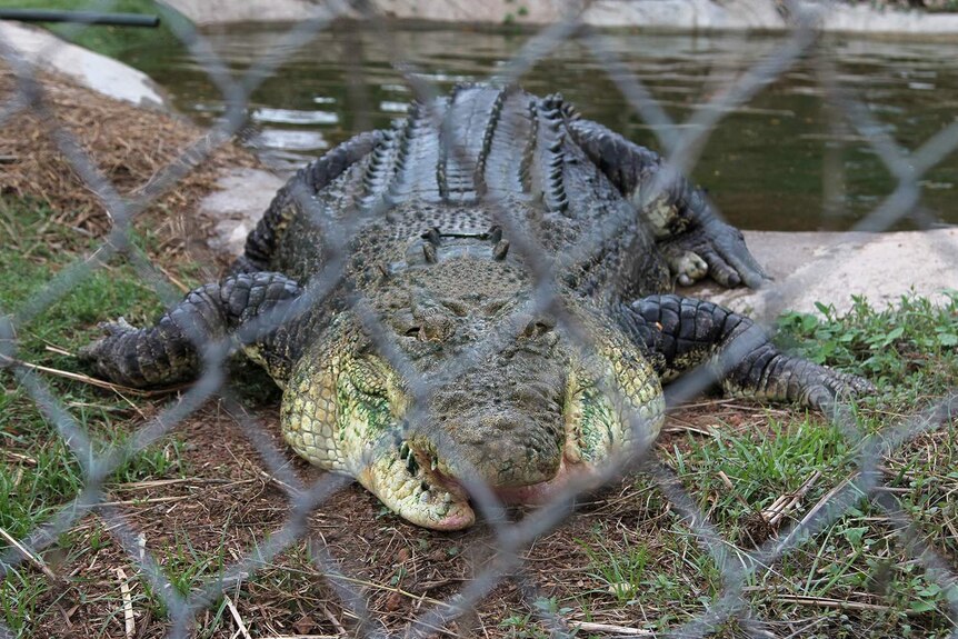 A photo of a large saltwater crocodile, missing o=part of its jaw, behind a fence.