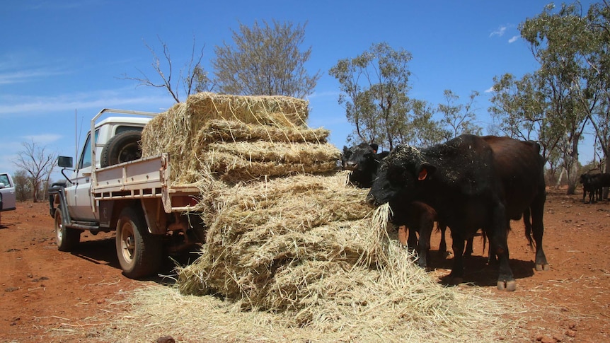 Cattle eating feed from the back of a ute