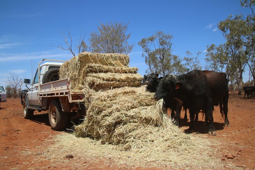 Cattle eating feed from the back of a ute