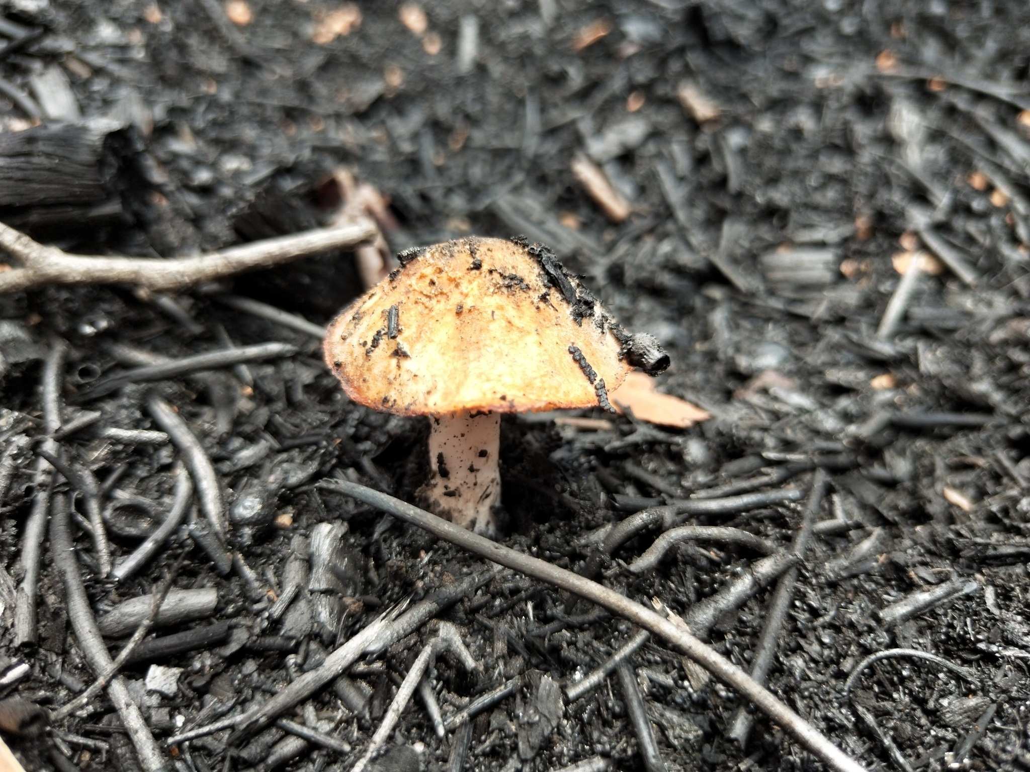 Want to help the bushfire recovery? This citizen science project is ...