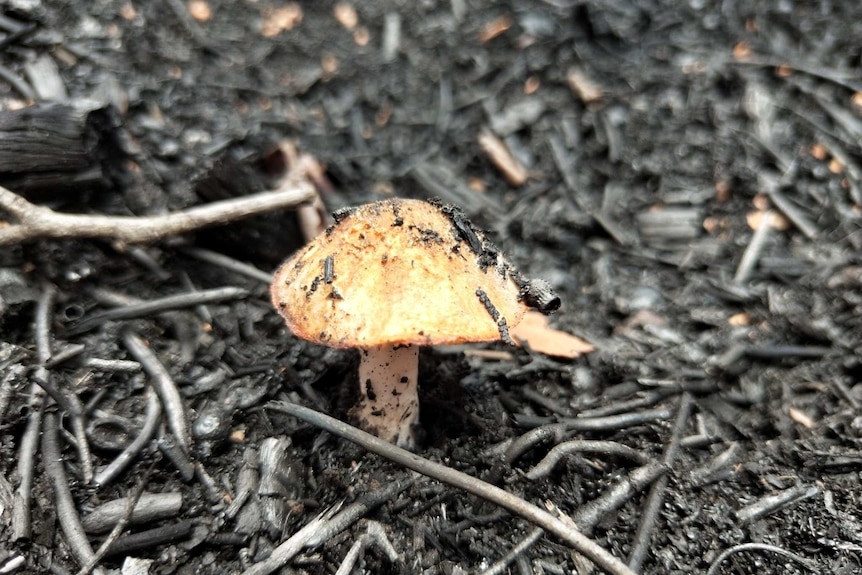 Mushrooms in Wingello