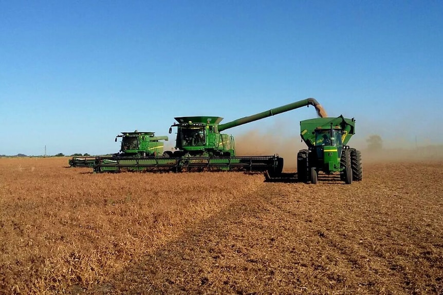 two headers reaping a brown crop with a chaser bin.