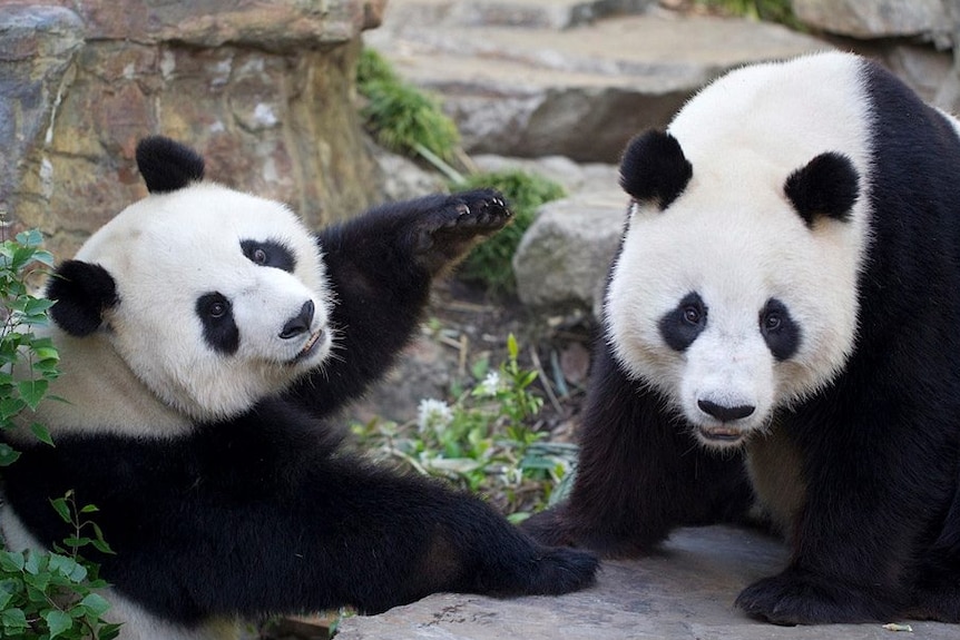 Pandas Adelaide zoo