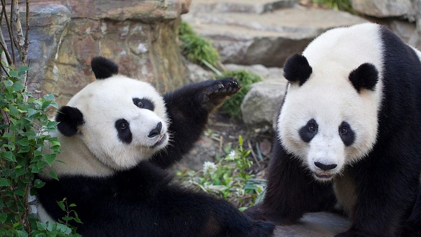 Two adult pandas.