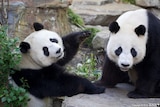 Two adult pandas.