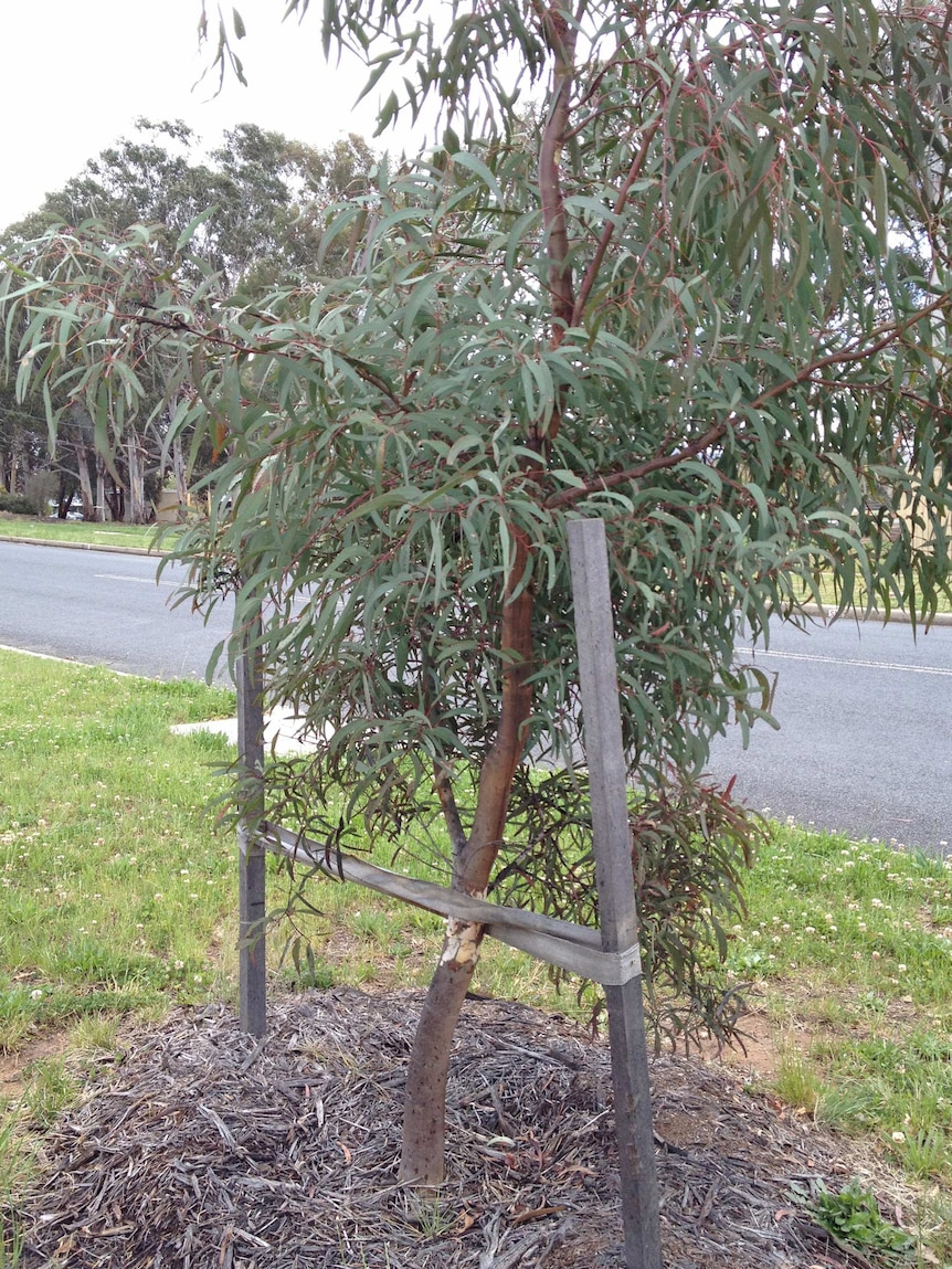 The Greens want to plant more trees in Canberra's urban areas.