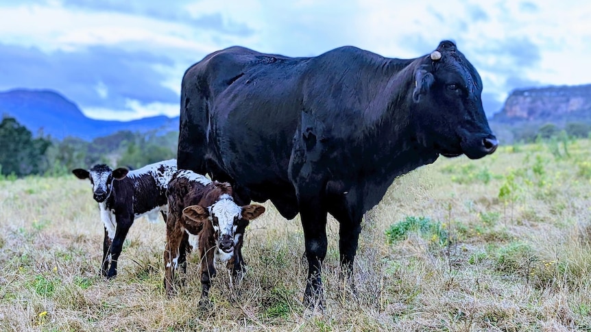 Black cow standing in paddock with twin speckle-coloured calves.
