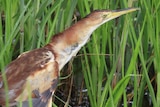 A brown bird with a long neck and yellow beak moves among reeds.