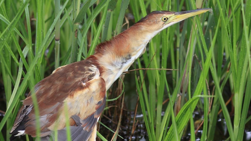 A brown bird with a long neck and yellow beak moves among reeds.