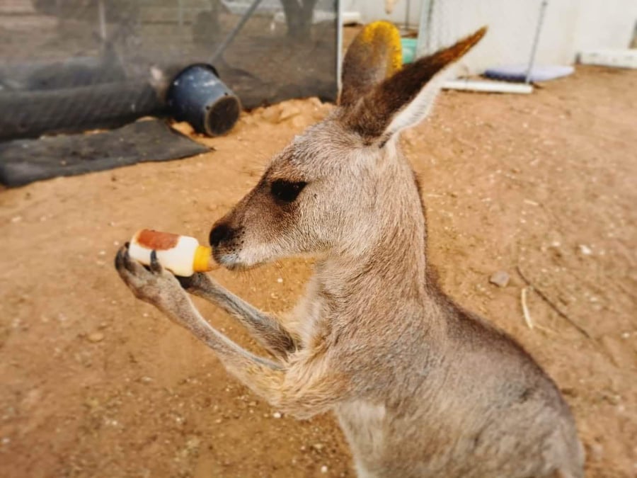This kangaroo returns to McIntyre Wildlife Shelter each week for a