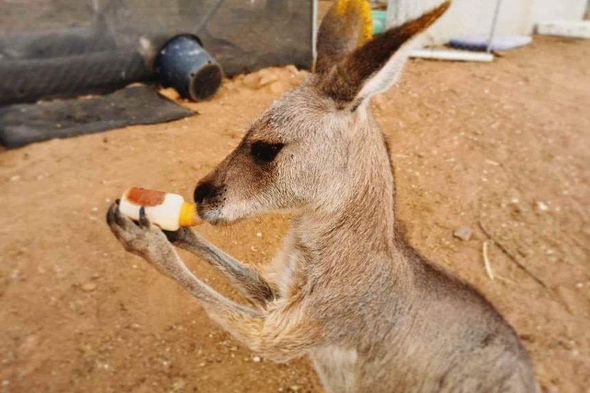 Kangaroo holding a bottle of milk