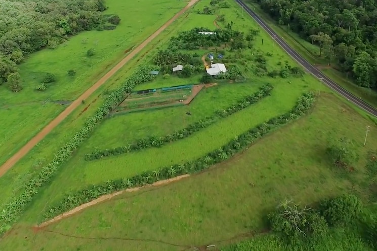 An aerial of Hilltop farm showing rows of trees, interspersed with more open pasture.