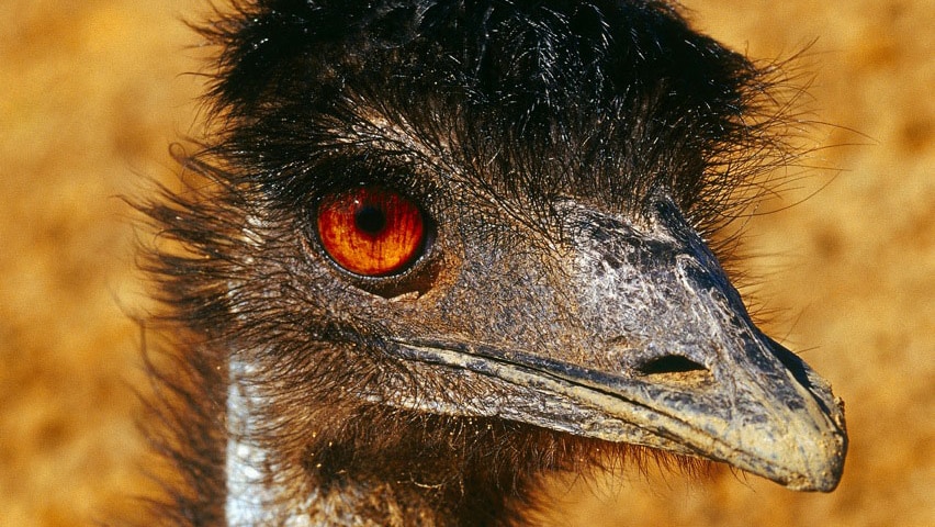 Emu in western Queensland