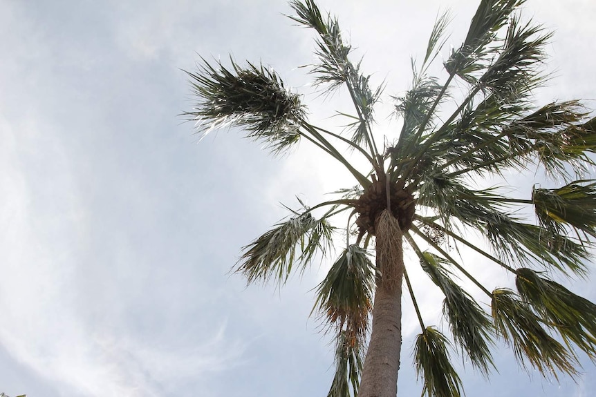 A photo of a palm tree with the sun behind it.