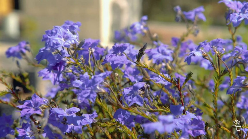 A shrub with blue flowers.