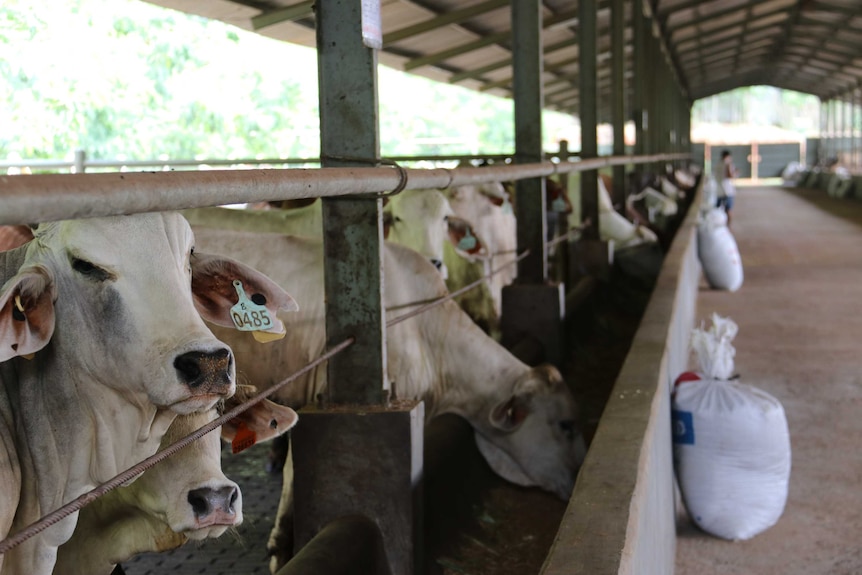 Australian cattle penned in an Indonesian feedlot.