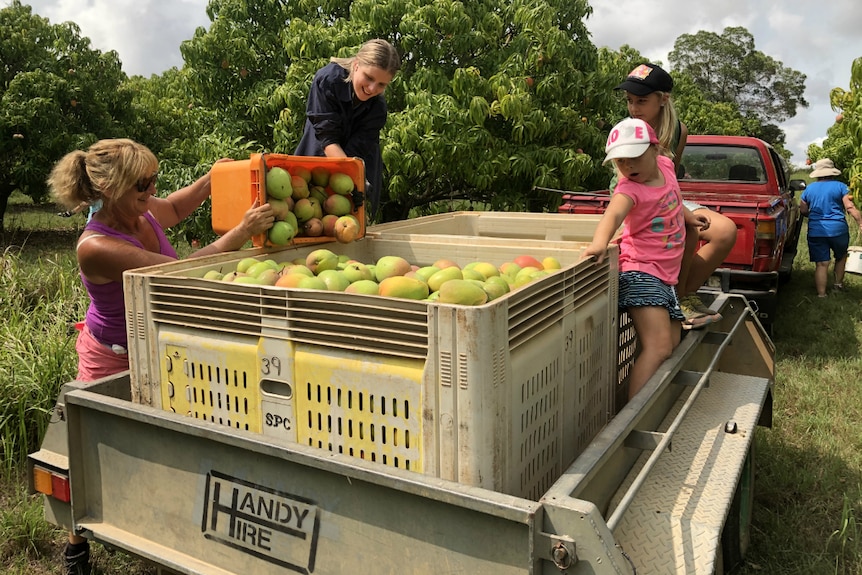 Kids sitting on the back of the trailer as a volunteer pours in extra mangoes.