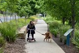 A woman dressed black walks her dog whilst riding on a mobility scooter along a tree-lined path