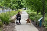 A woman dressed black walks her dog whilst riding on a mobility scooter along a tree-lined path