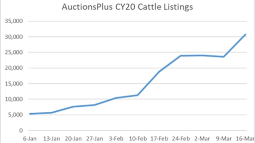 A graph showing the number of cattle listings at AuctionsPlus growing from 5,000 to 30,000 since January.