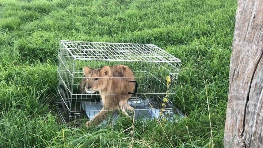 Lion cub was abandoned in park near Utrecht.