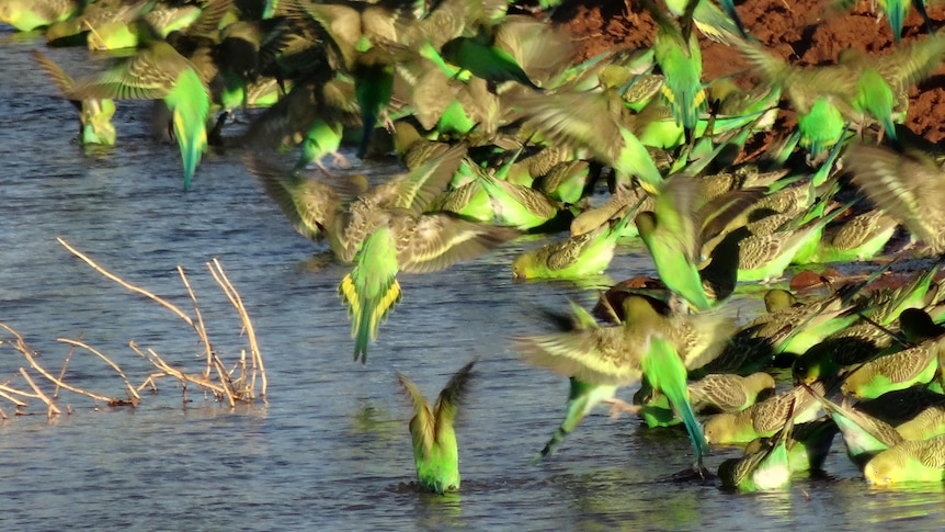 Bright green and yellow small birds flapping wings at brown water with bright red dirt in background.