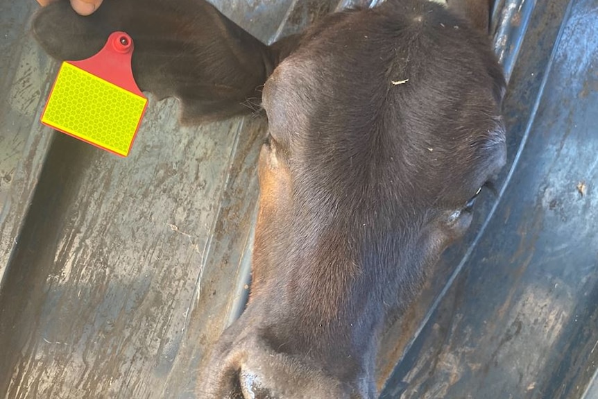 A brown cow with a red ear tag and yellow reflective tape.