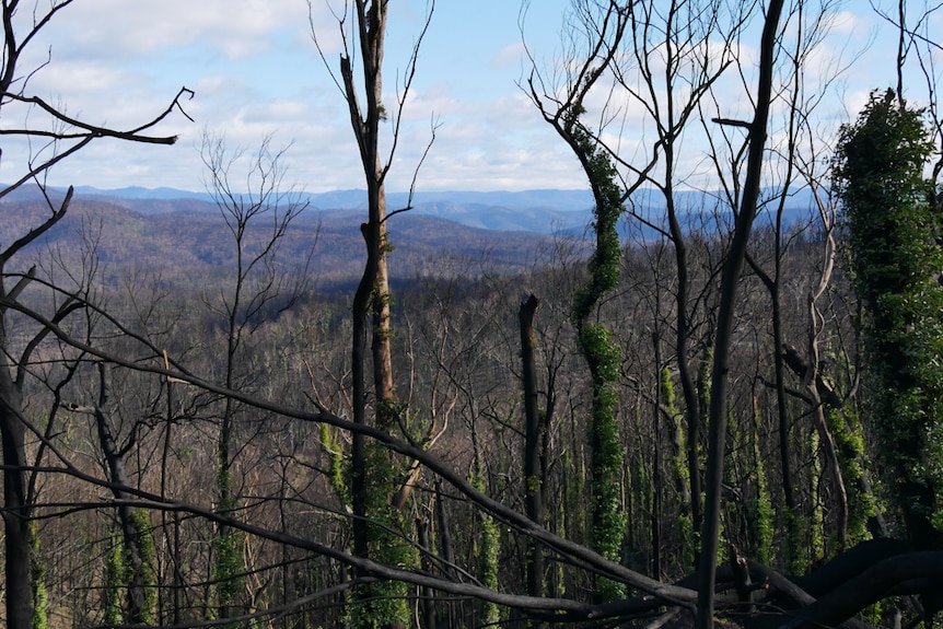 Burnt timber as far as the mountain horizon five months after fire and green regrowth on trees