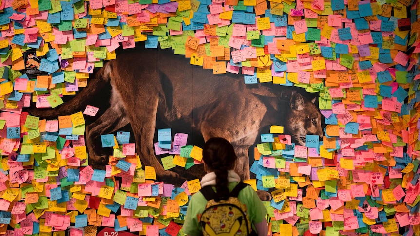 A painting of a mountain lion on a wall is covered with post-it notes as a small girl looks at it. 