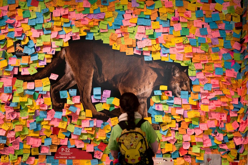 A painting of a mountain lion on a wall is covered with post-it notes as a small girl looks at it. 