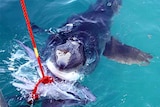 A great white shark takes a bite from a bait