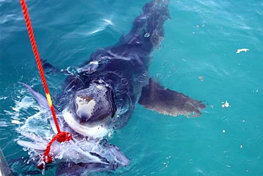 A great white shark takes a bite from a bait
