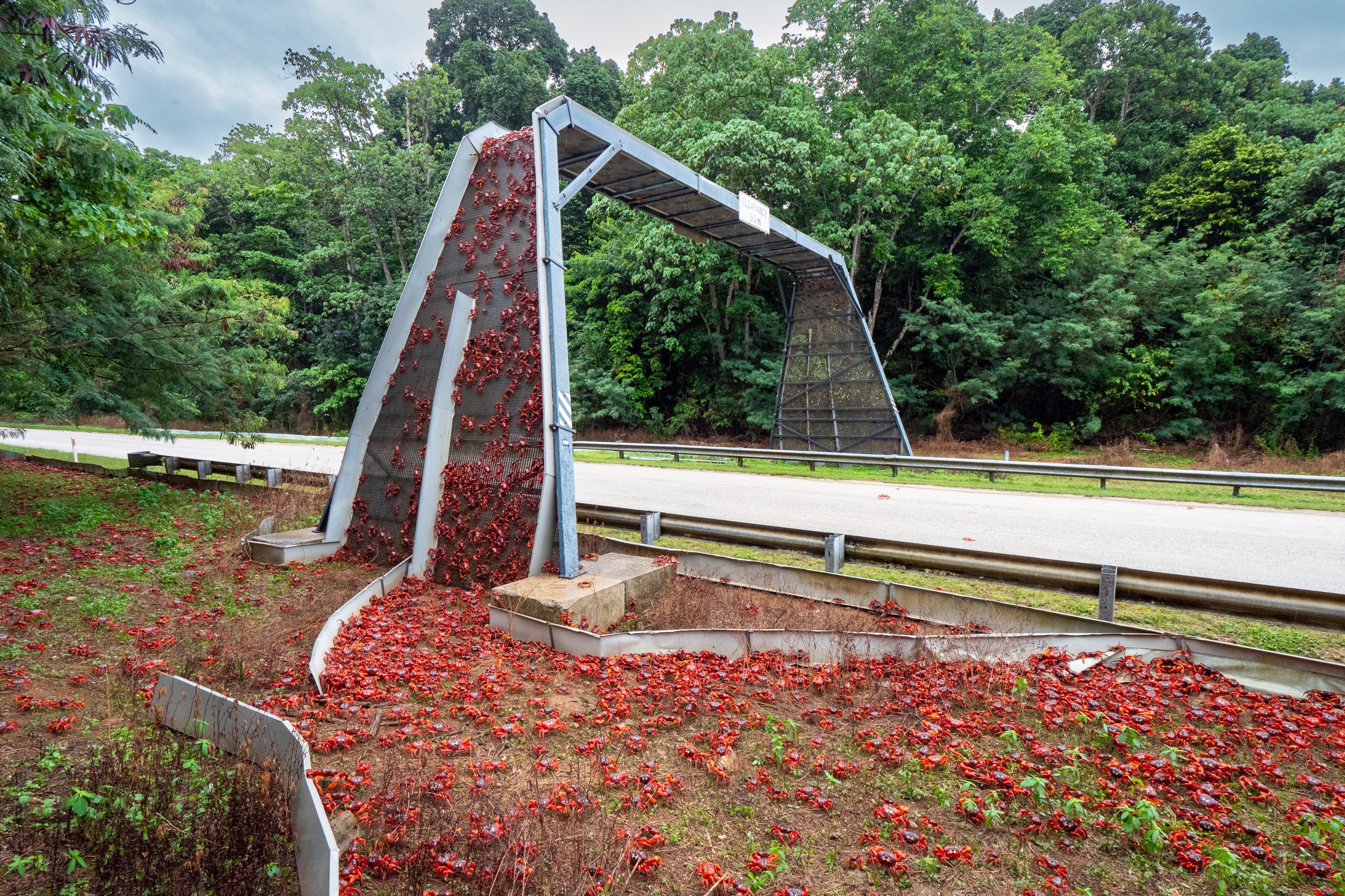 Christmas Island S Red Crabs Scuttle From Rainforest To Coast In Their   668e33a9b07014dcff2c45650e977972