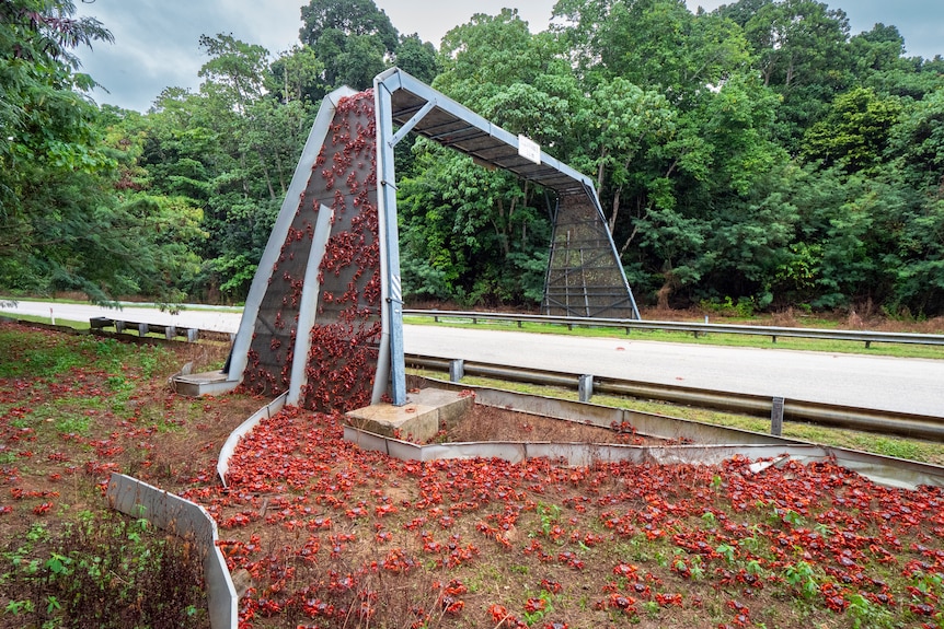 Red crabs climb over a special bridge on Christmas Island.