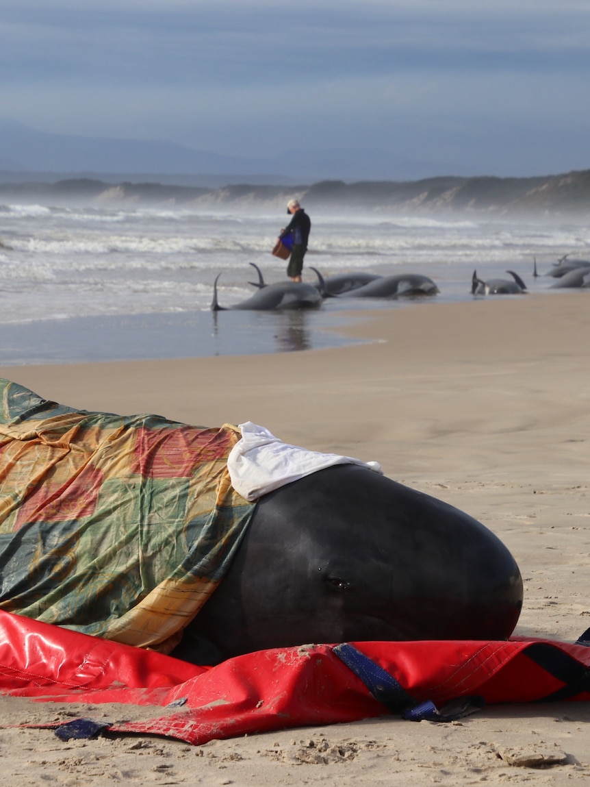 A whale stranded on a beach with a towel over it.