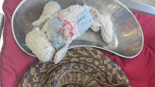A stuffed cow toy removed from an Amethystine python