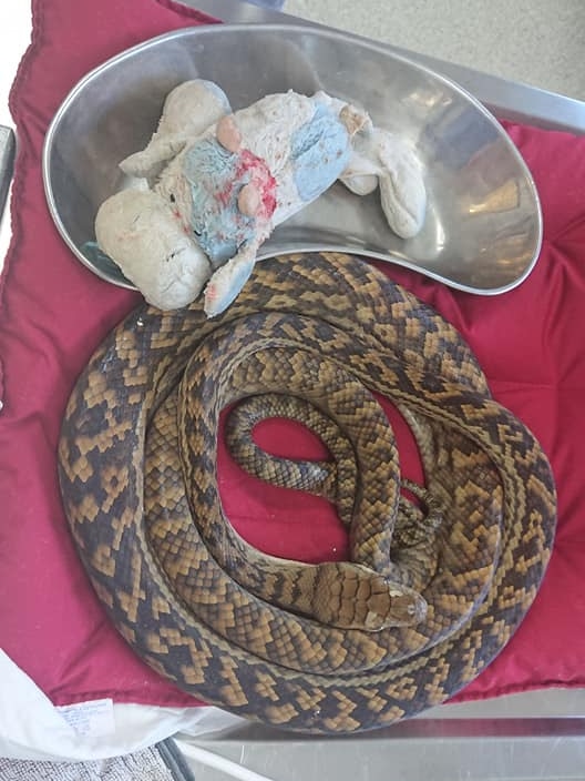 A stuffed cow toy removed from an Amethystine python