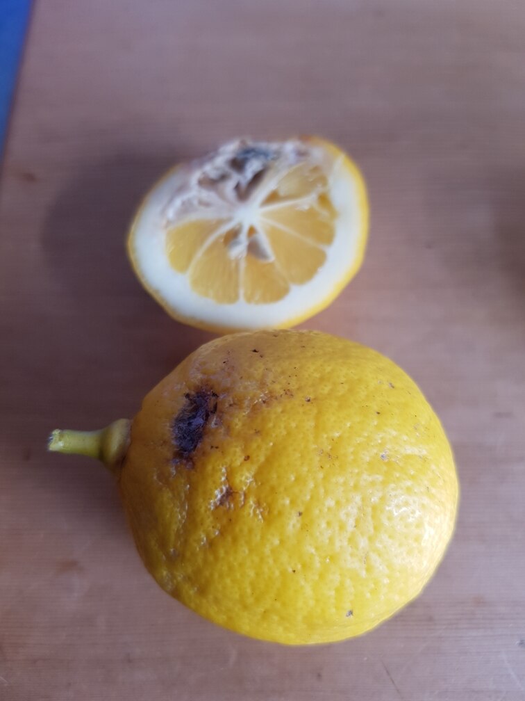 When Lemons Go Bad , 10 Ways to Tell If a Lemon is Bad – GRFZ