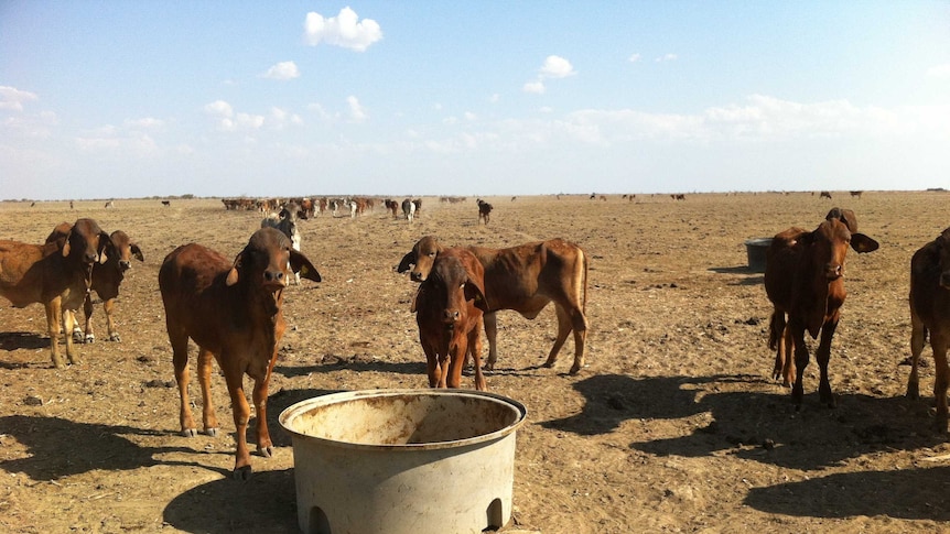 Skinny cattle stand in a bare, dusty paddock with no grass, trees or any plantlife in sight.