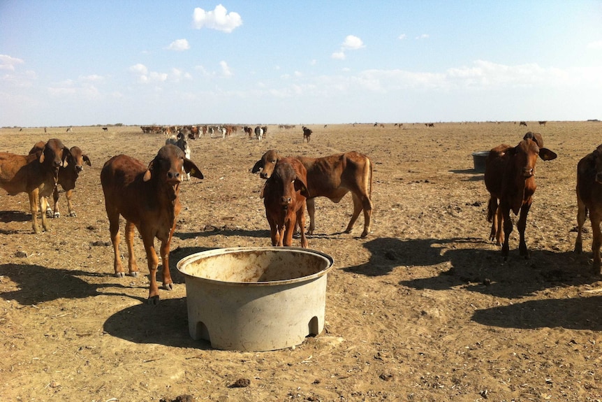 Drought stricken cattle north of Julia Creek