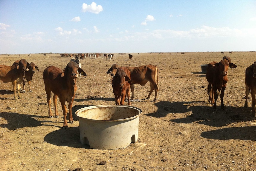 Skinny cattle stand in a bare, dusty paddock with no grass, trees or any plantlife in sight.